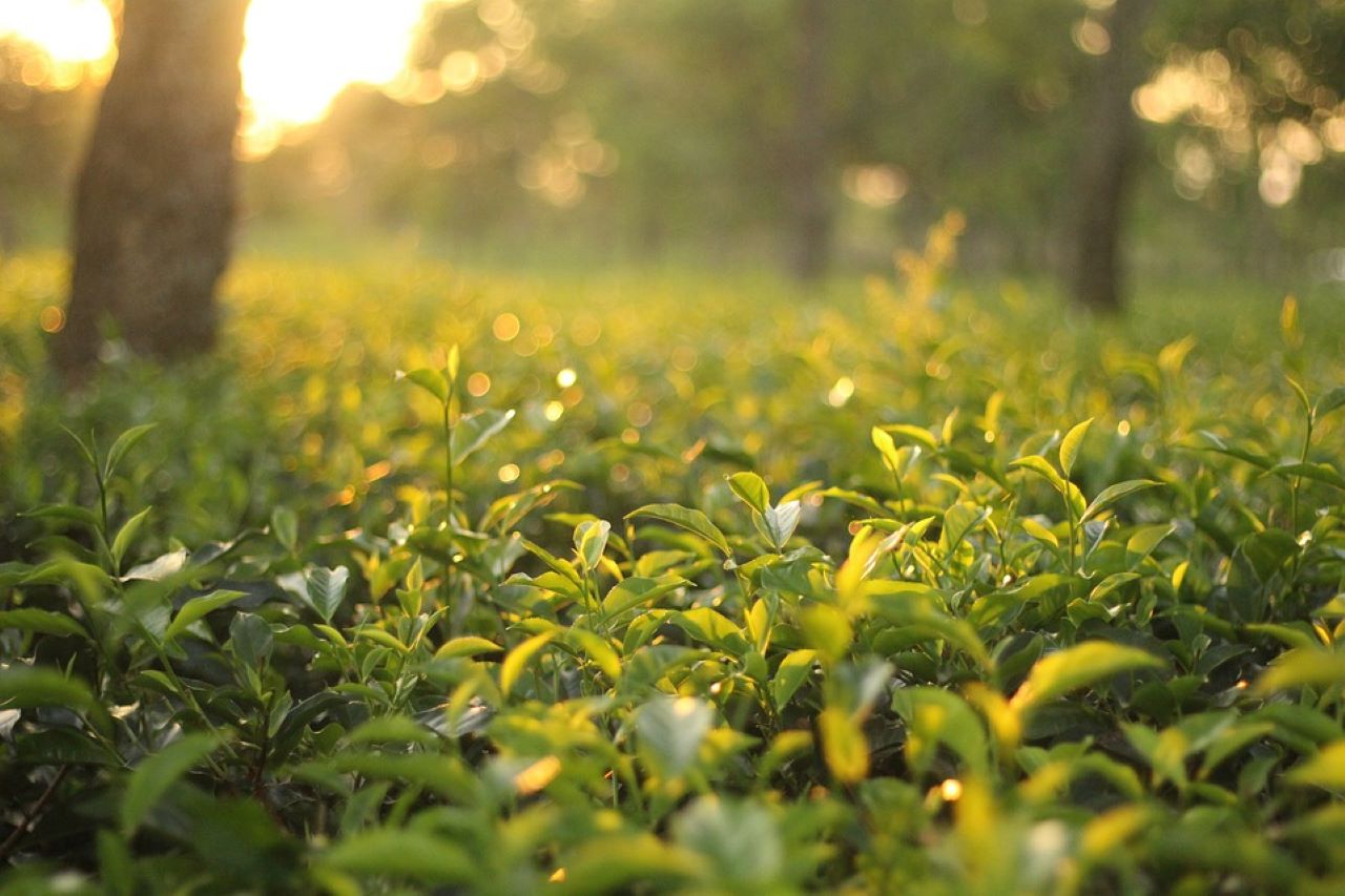 tè verde piante