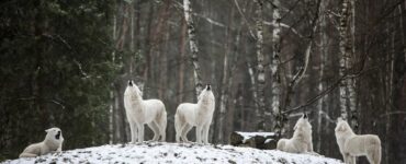 Turismo nei parchi nazionali: le conseguenze sulla fauna