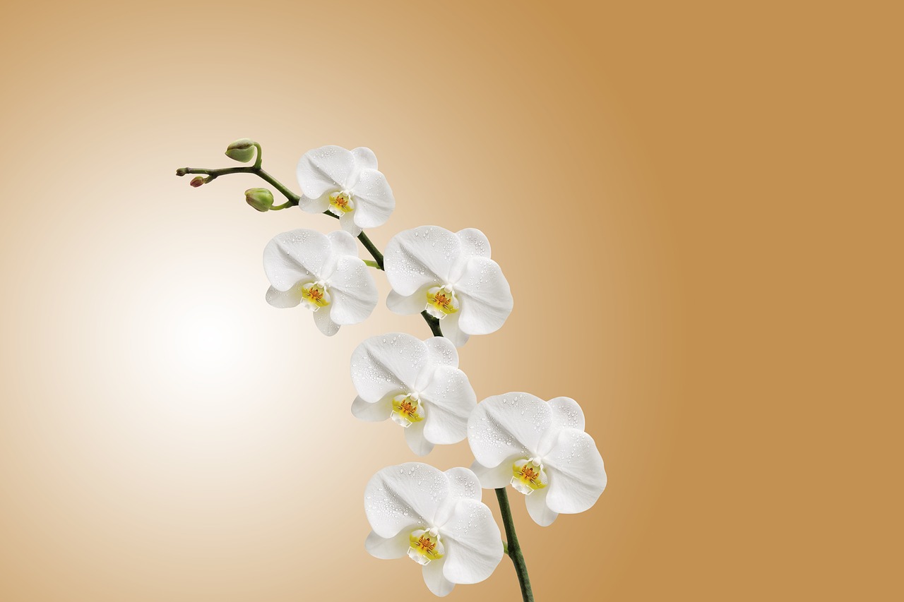 Orchidea di colore bianco