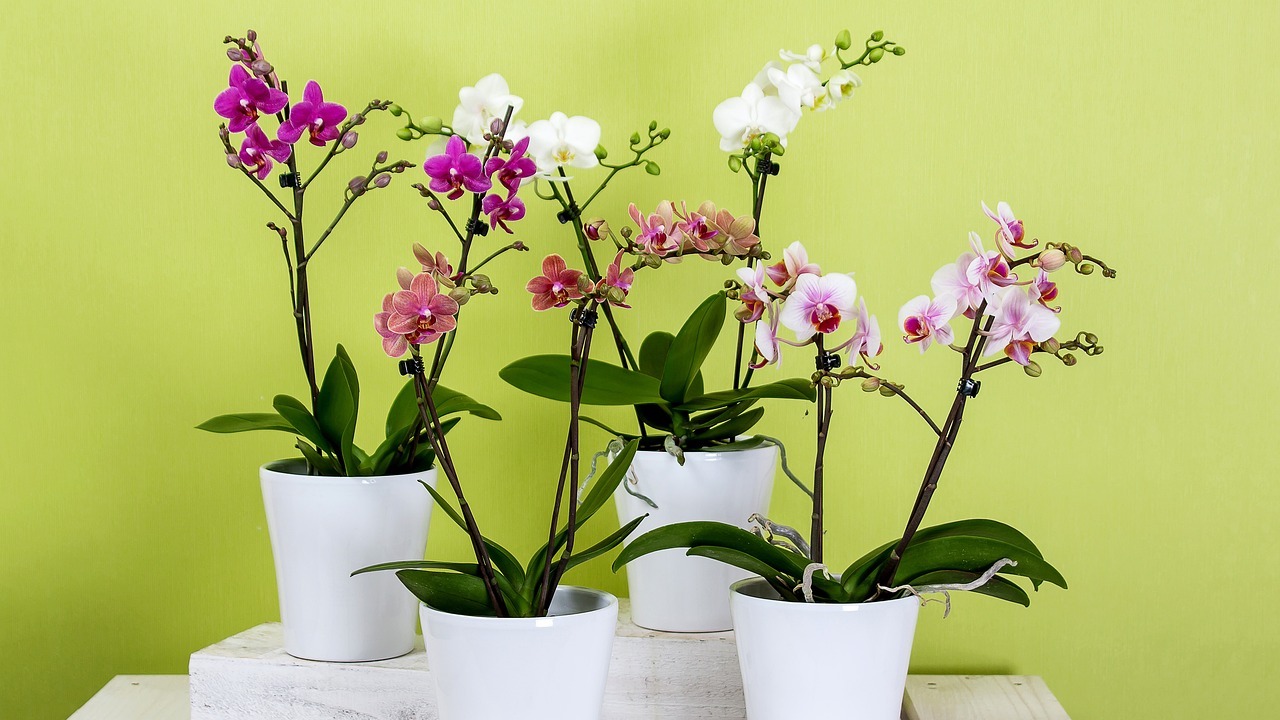 Orchidee in vaso