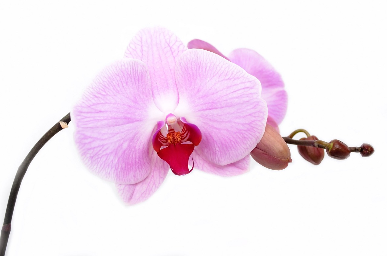 Orchidea