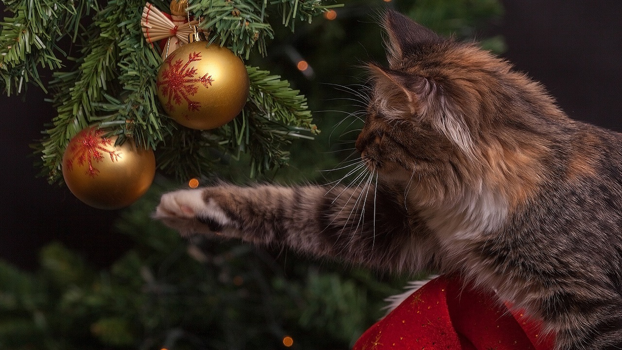 Gatto attenta all'albero di Natale