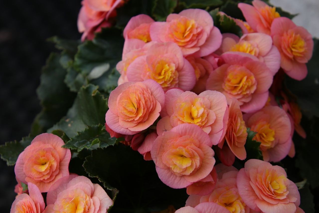 begonia rosa