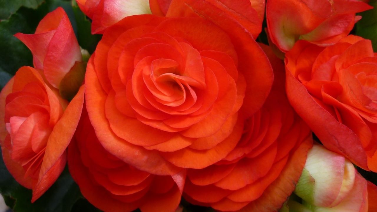 begonia rossa