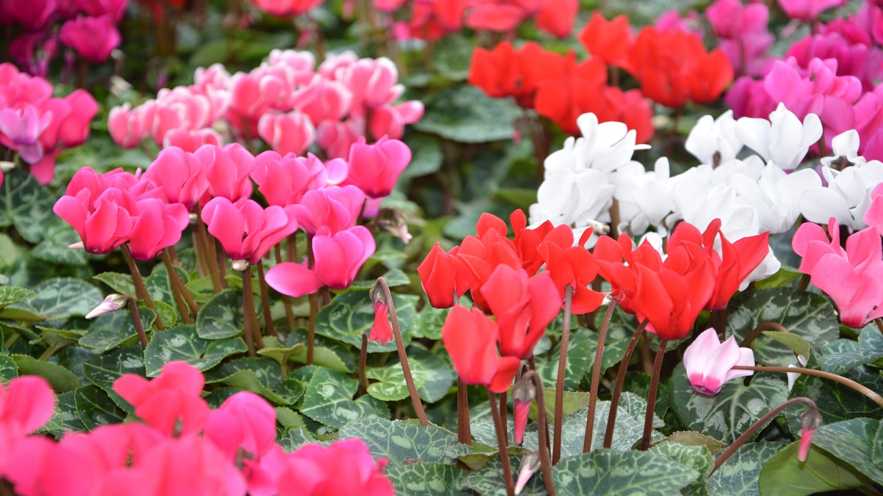 Fiori di ciclamino