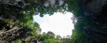 Foresta gigante scoperta in Cina