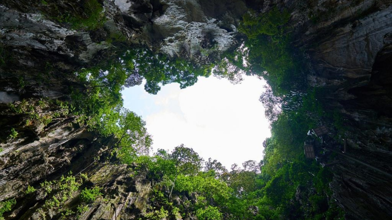 Foresta gigante scoperta in Cina