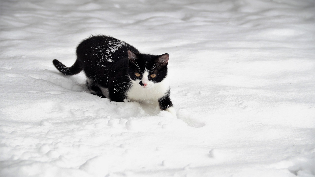 Neve con gattino