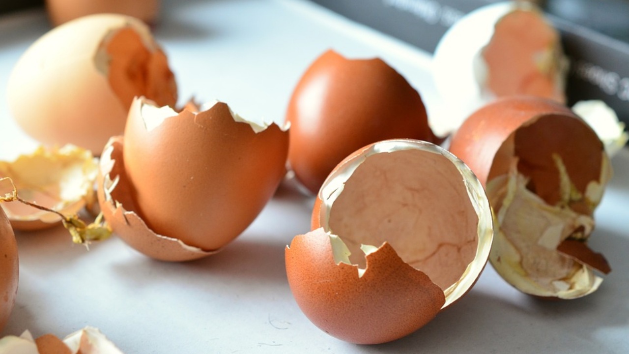 gusci delle uova, ecco come riciclarli