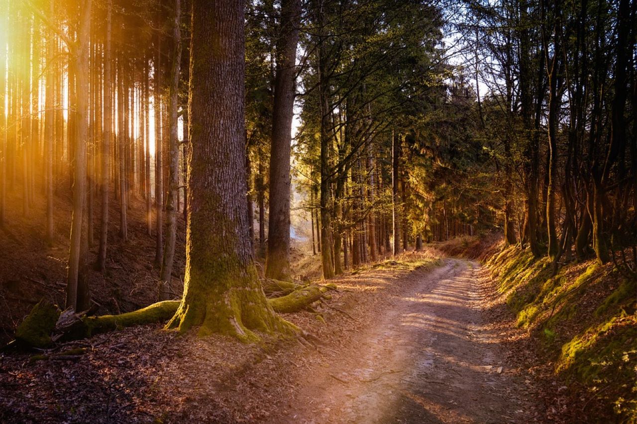 legno morto in bosco