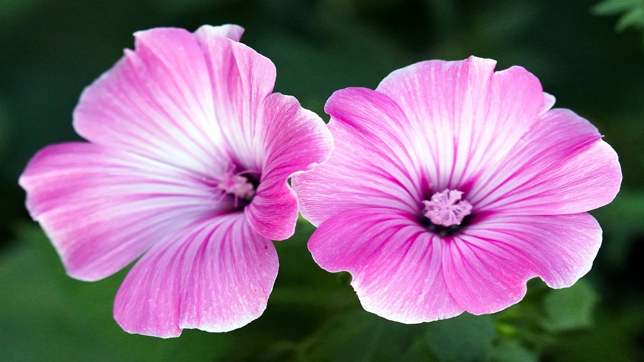 Malva, fiori e foglie