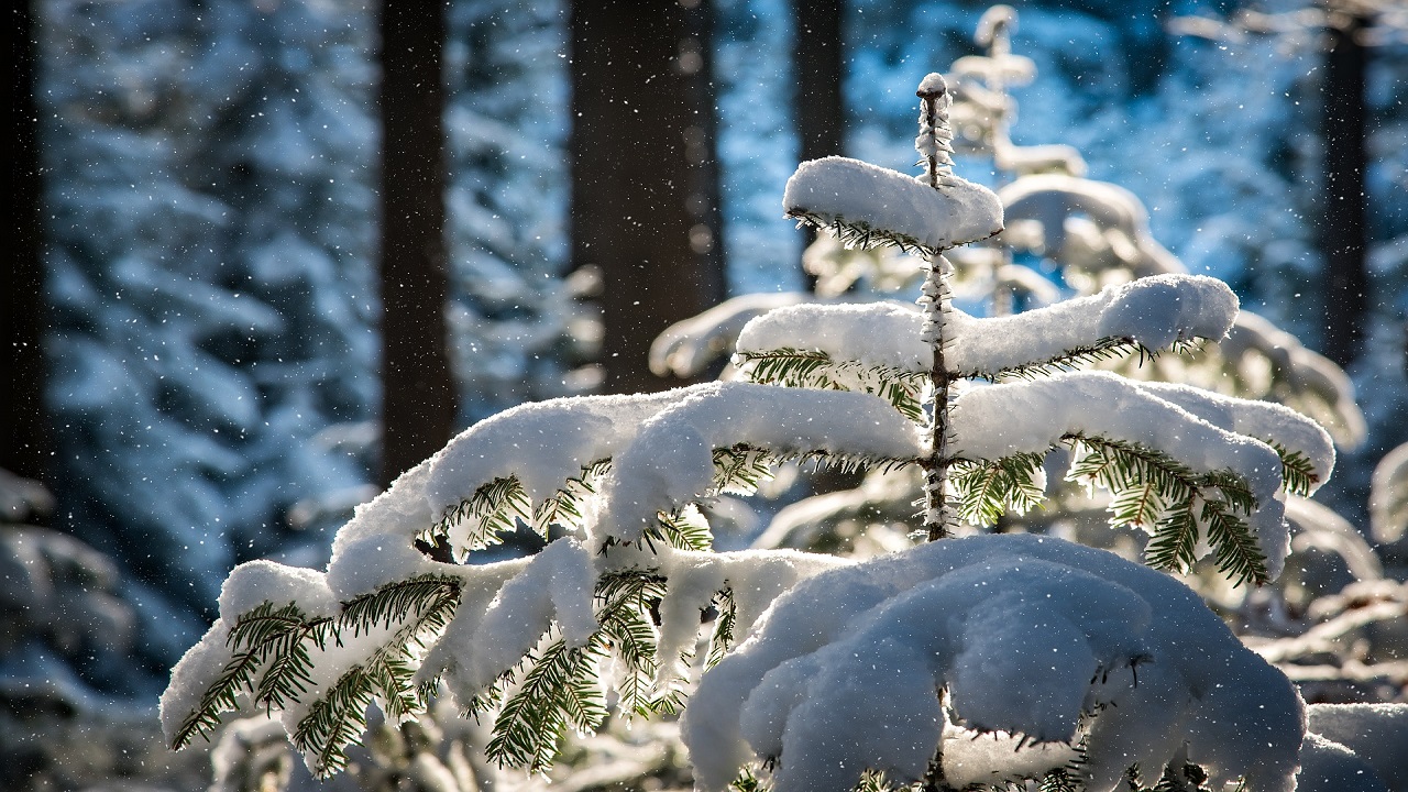 Odore della neve