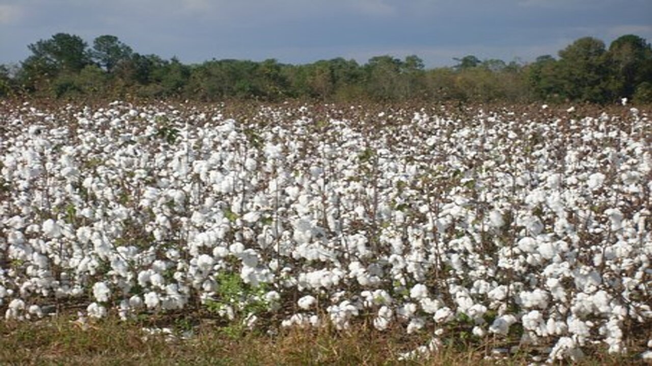 campo di cotone