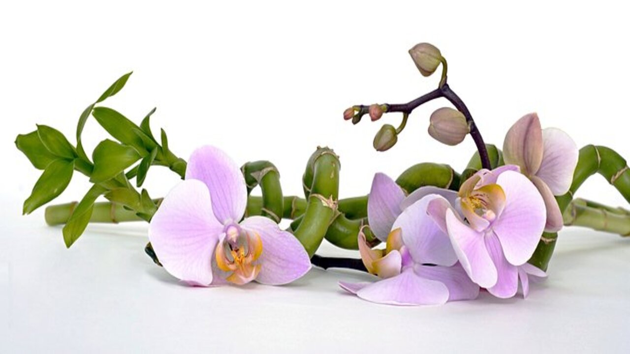 ramo di orchidea