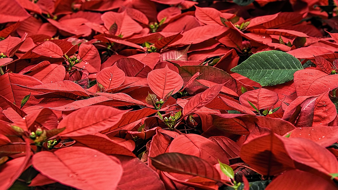 Piante e stella di Natale