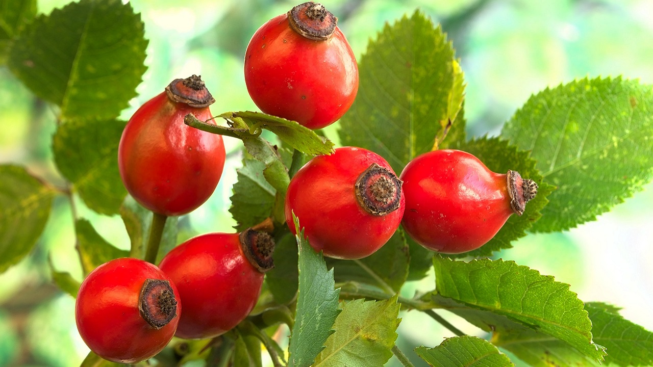 Falso frutto della rosa canina