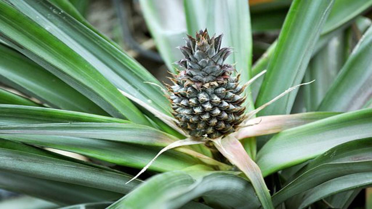 pianta di ananas