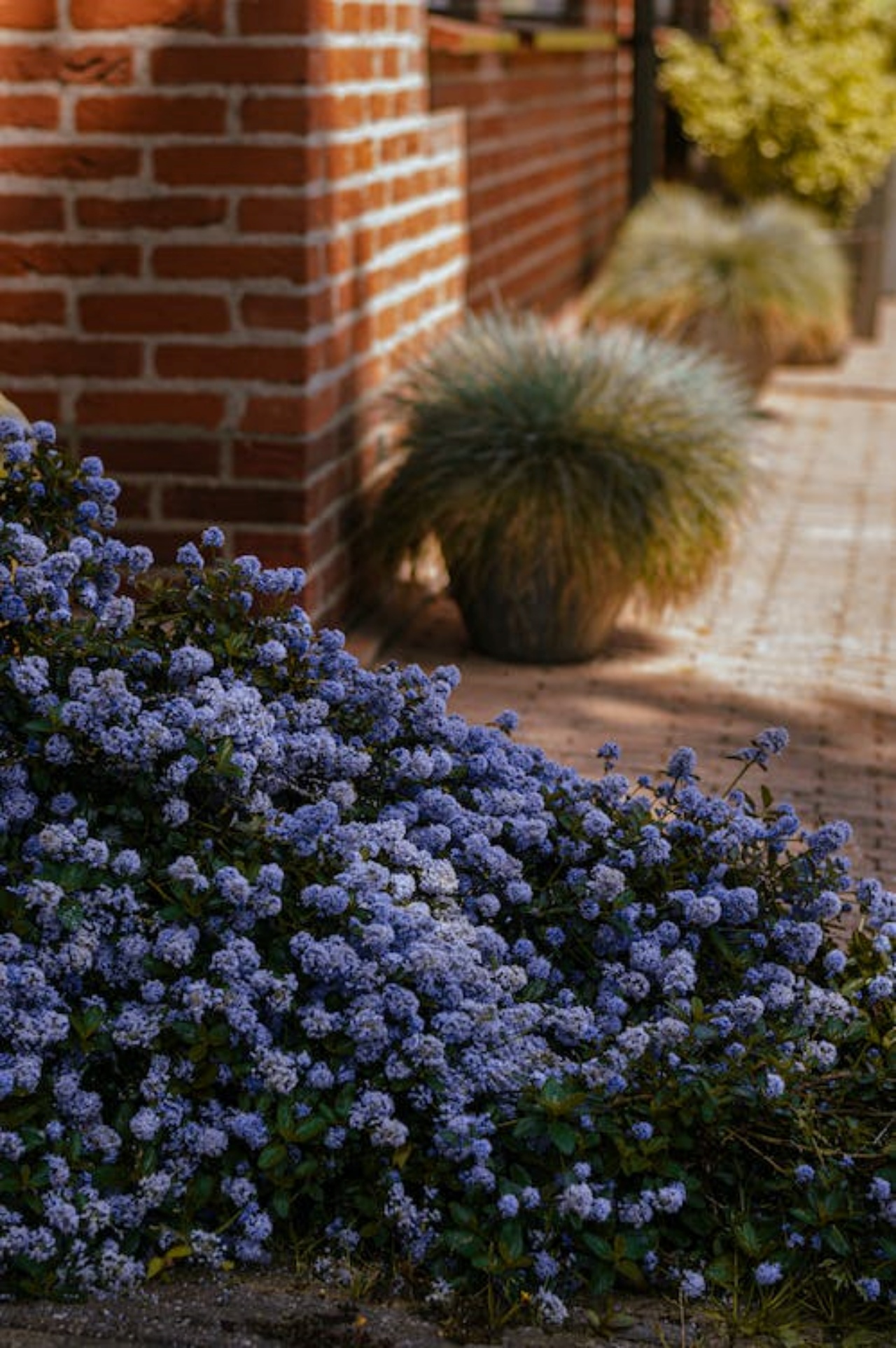 Ceanothus, una pianta molto decorativa