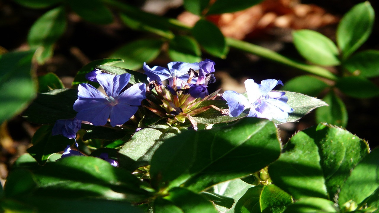 Ceratostigma plumbaginoides