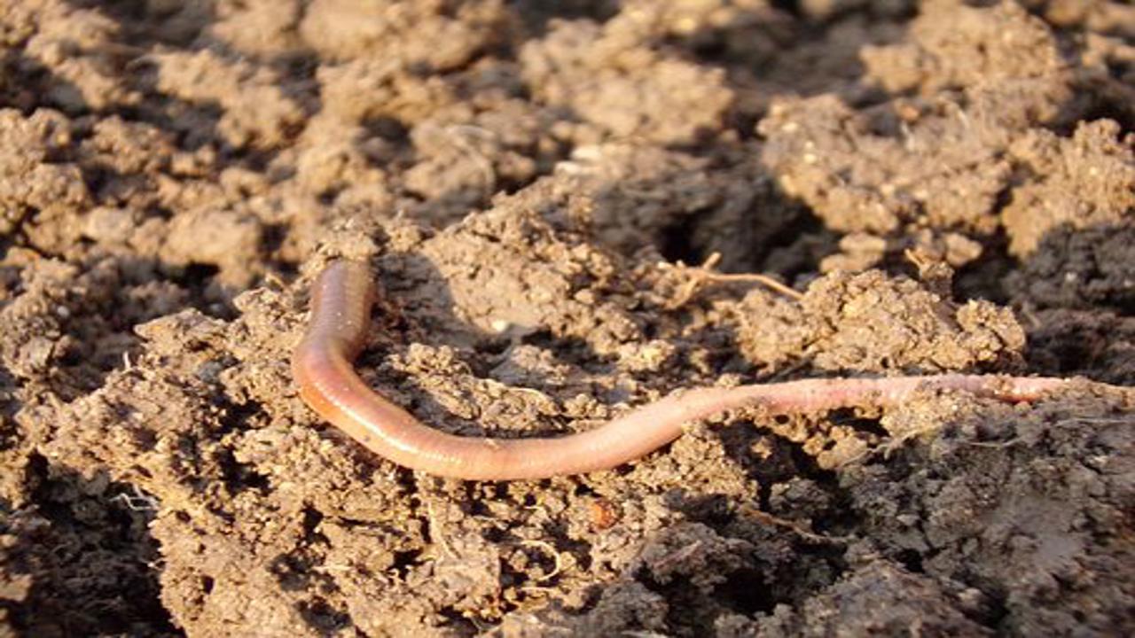 fertilità misurata con lombrichi