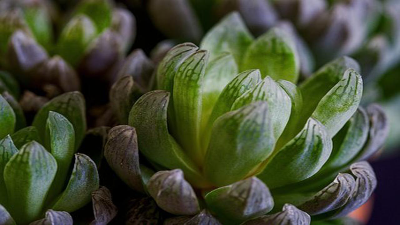 foglie di Haworthia cooperi