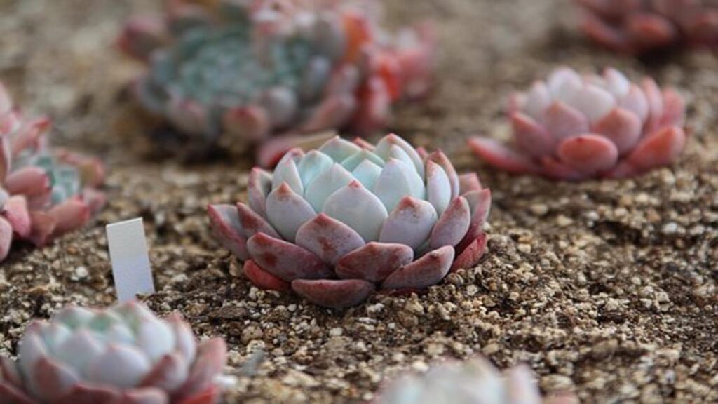 terriccio per Haworthia cooperi