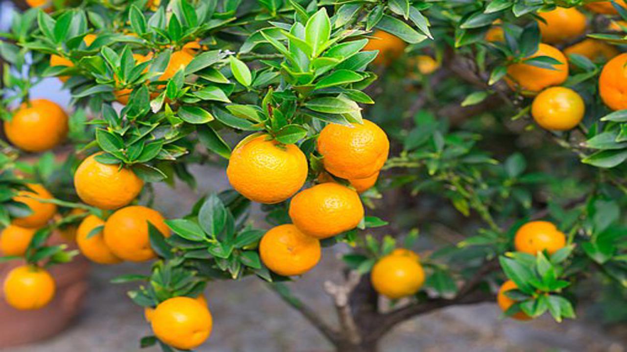 pianta mandarino