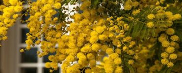 mimosa in fiore