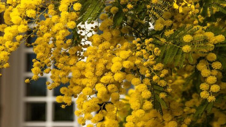 mimosa in fiore