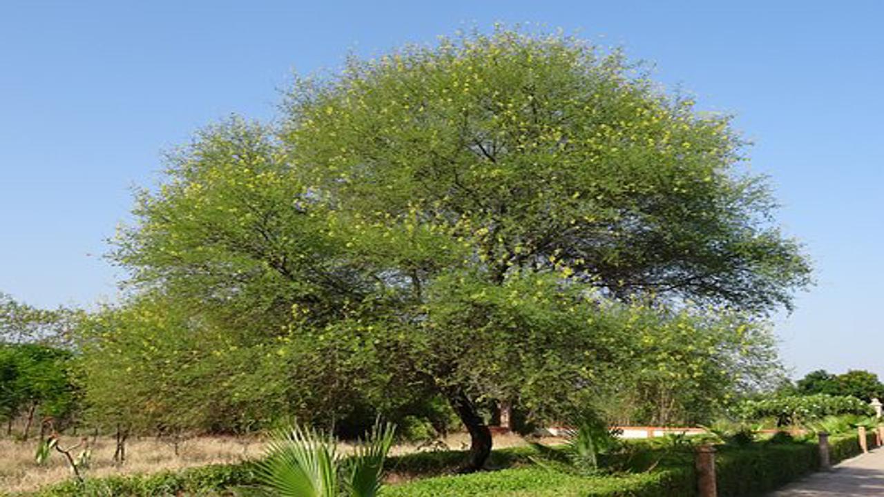 albero di mimosa