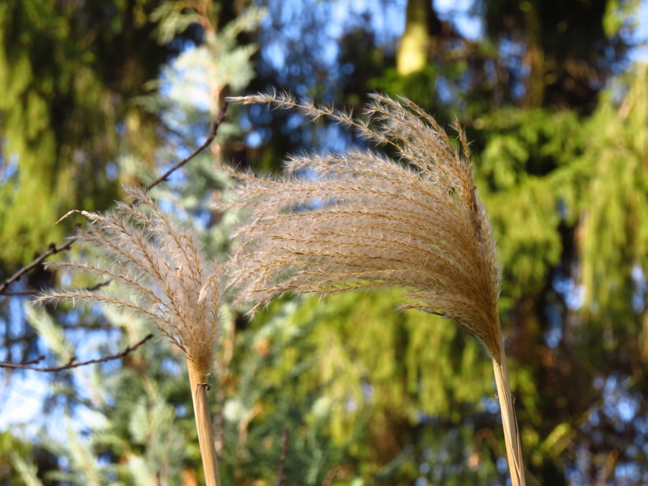 Miscanthus sinensis, una bellissima pianta ornamentale