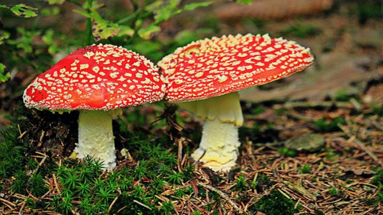 funghi con caratteristiche velenose