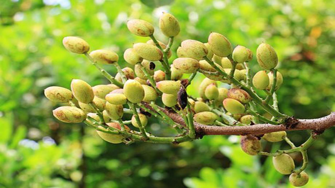 pianta di pistacchio
