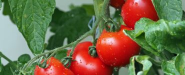 Albero di pomodori