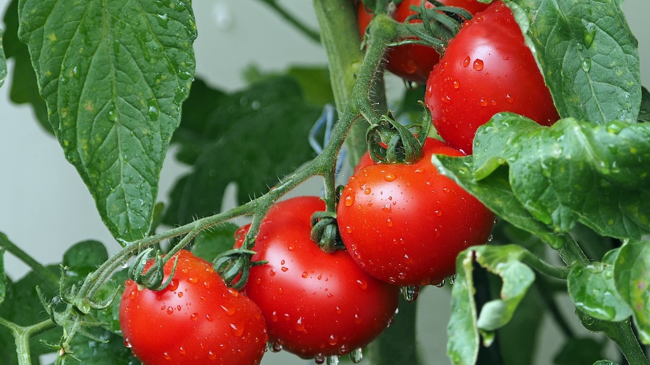 Albero di pomodori