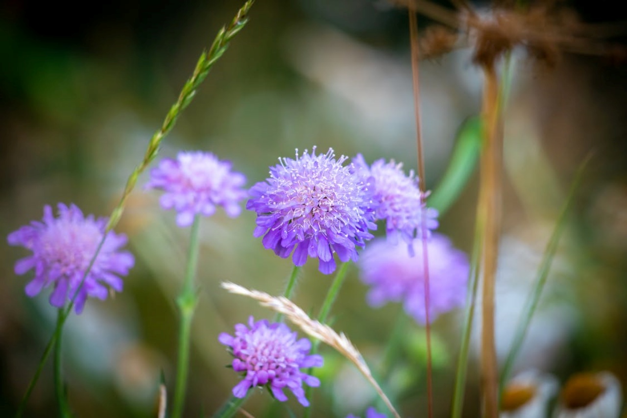 Scabiosa, una bellissima pianta da esterno