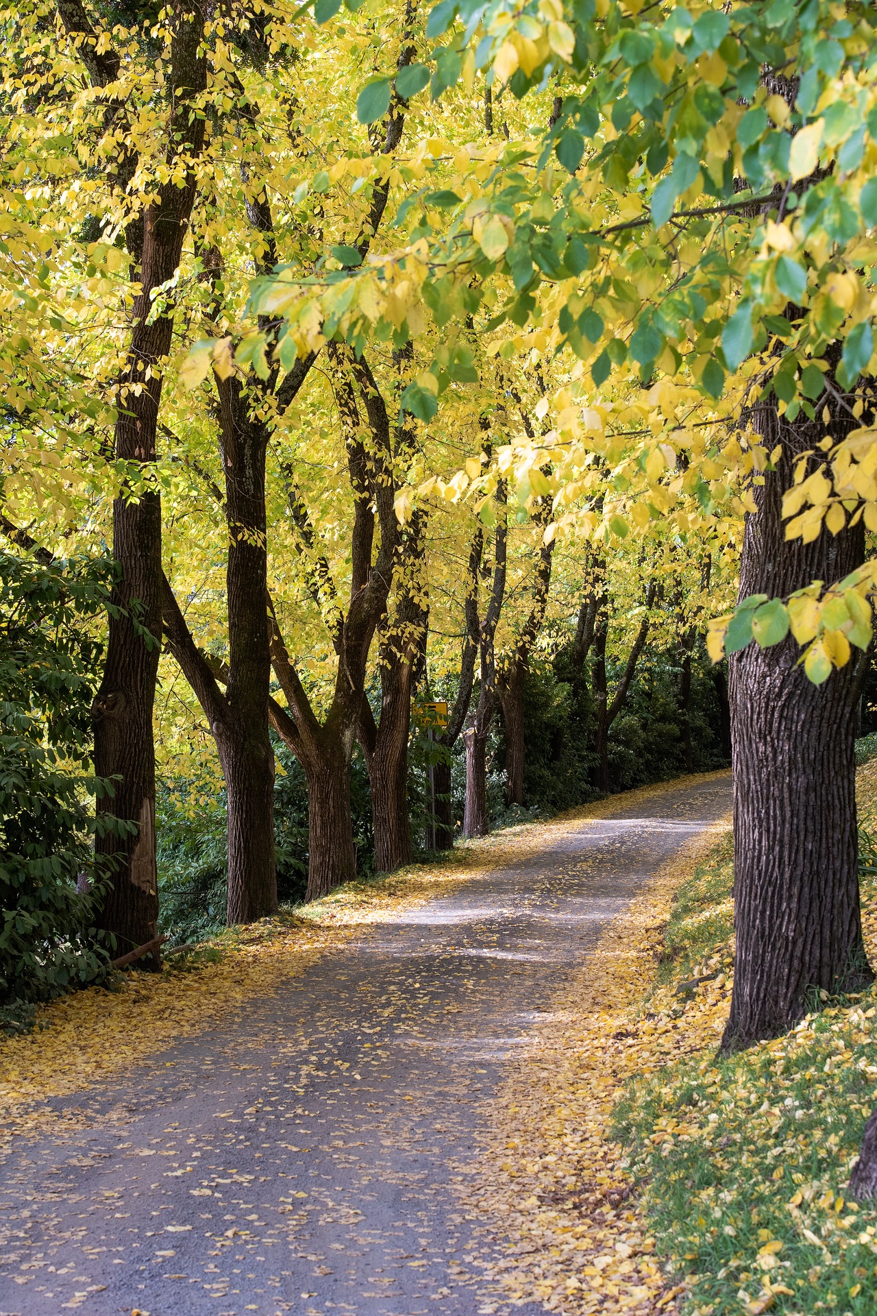 Alberi di olmo