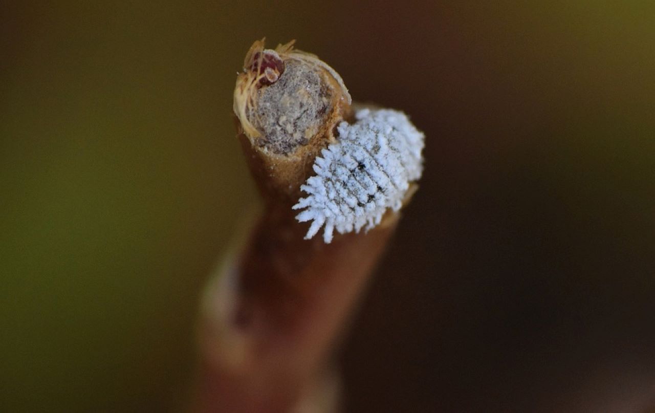 cocciniglia cotonosa dettaglio