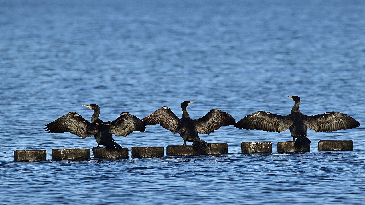 cormorani, uccelli