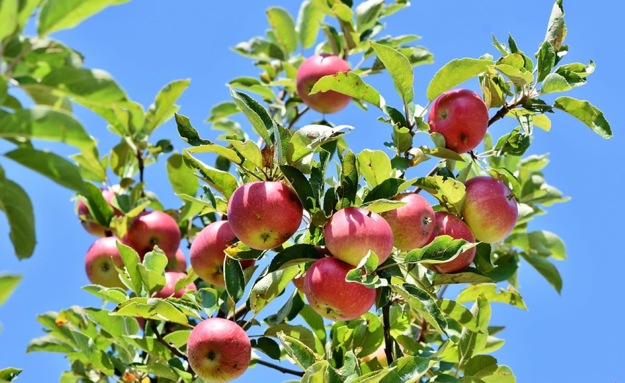frutta con o senza buccia mele sull'albero