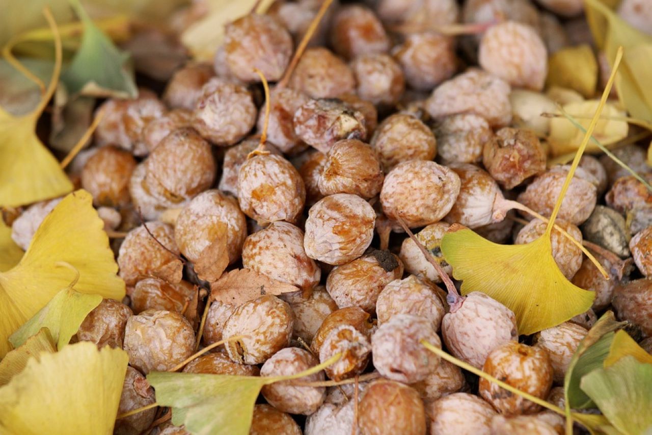 ginkgo biloba frutti