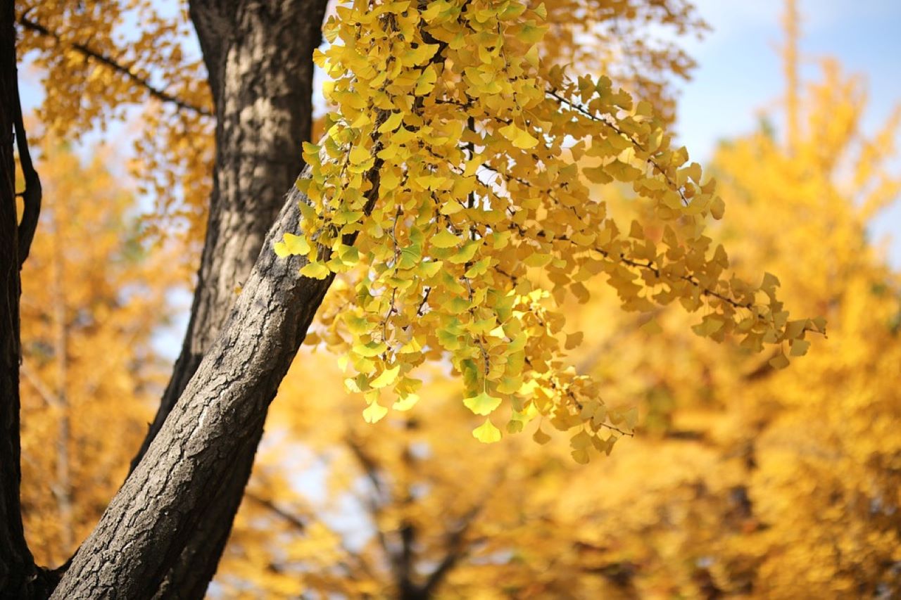 ginkgo biloba pianta