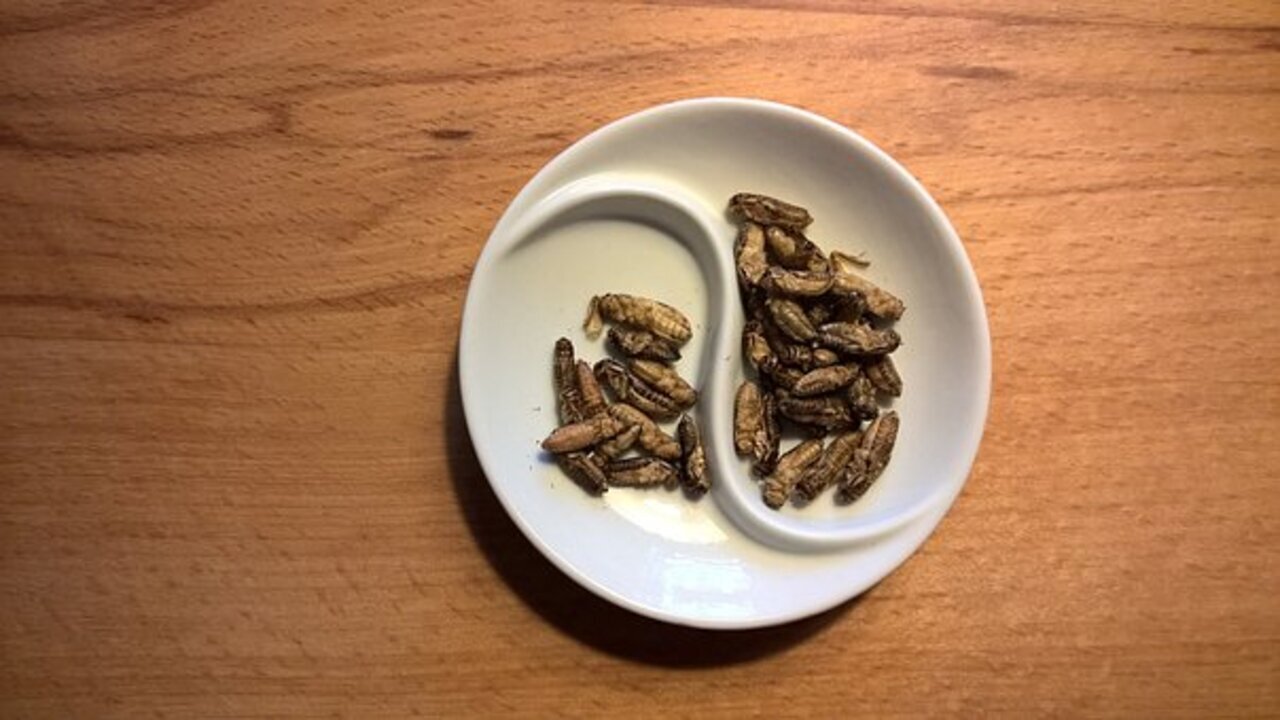 insetti nel piatto