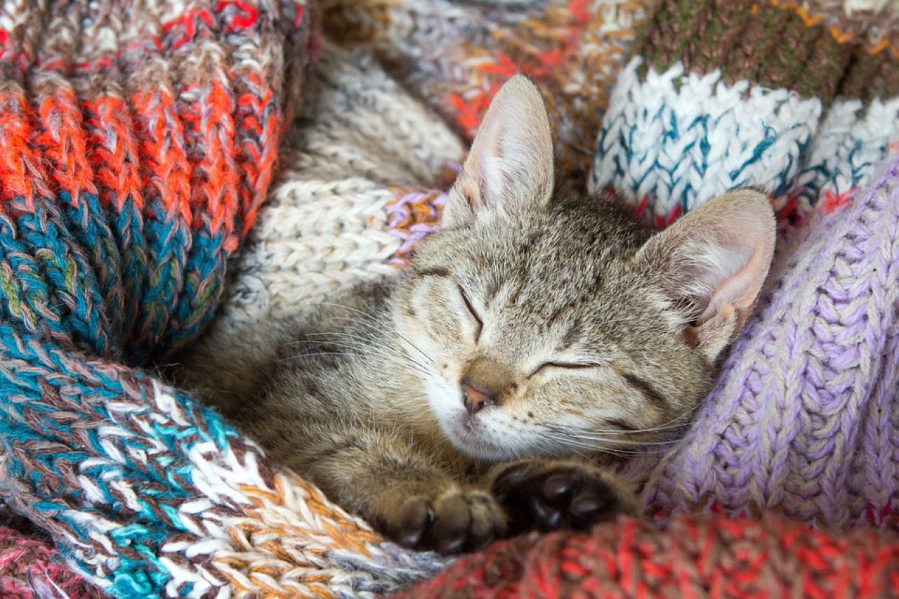 lettiera per gatti, gatto che dorme