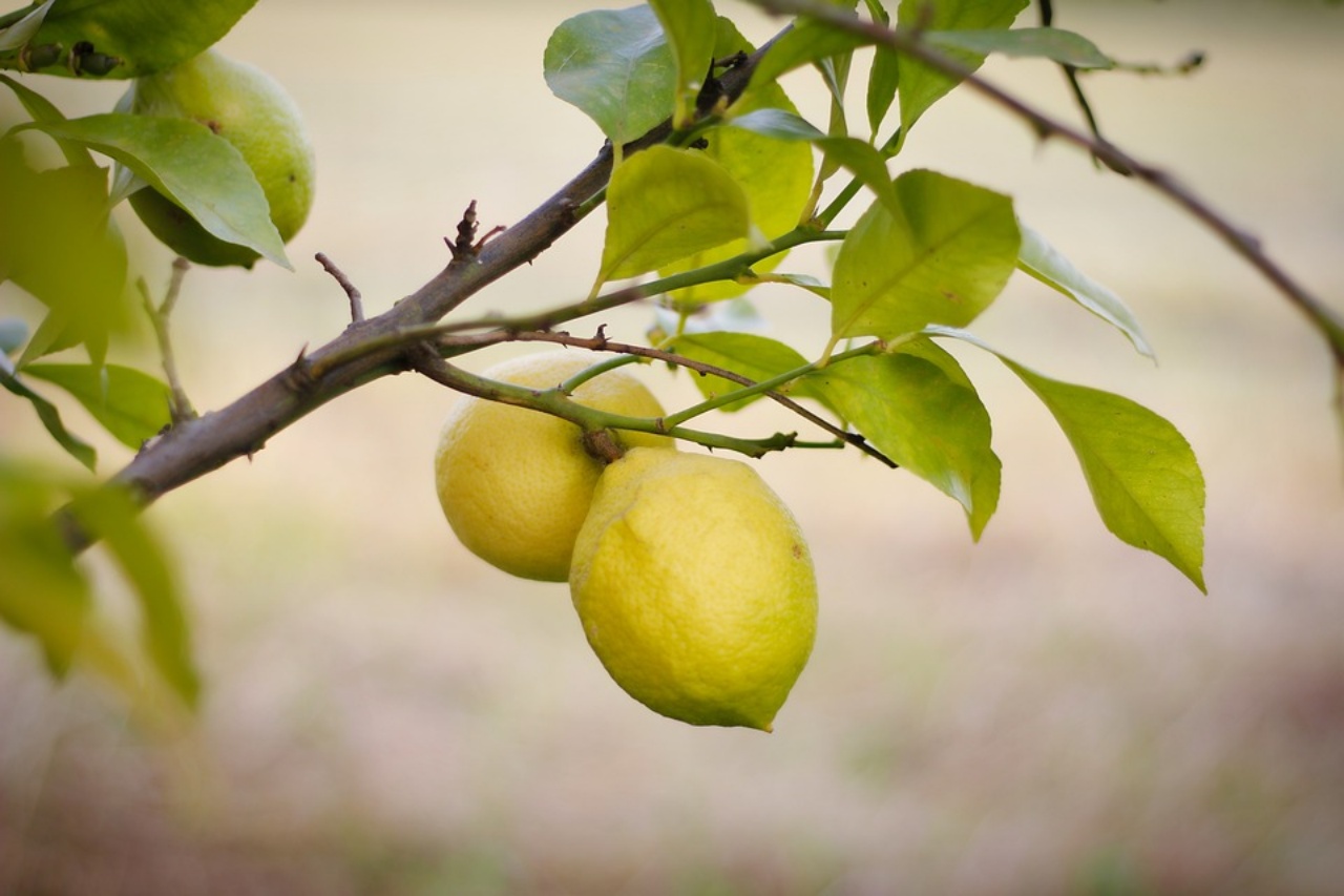 mal secco, la patologia che colpisce i limoni