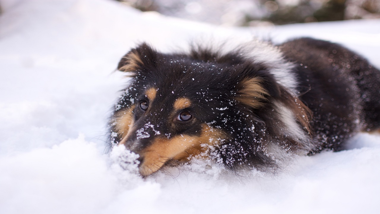 Neve con cane che gioca