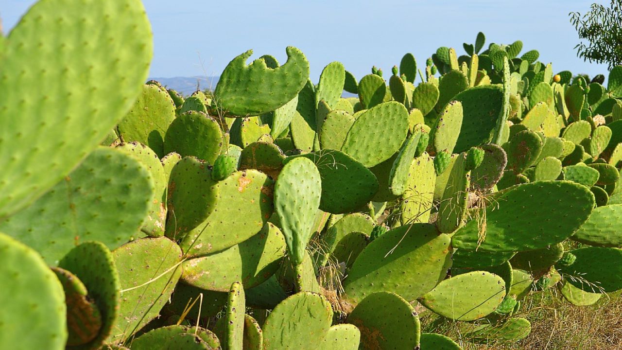 pale di fichi d'india in natura