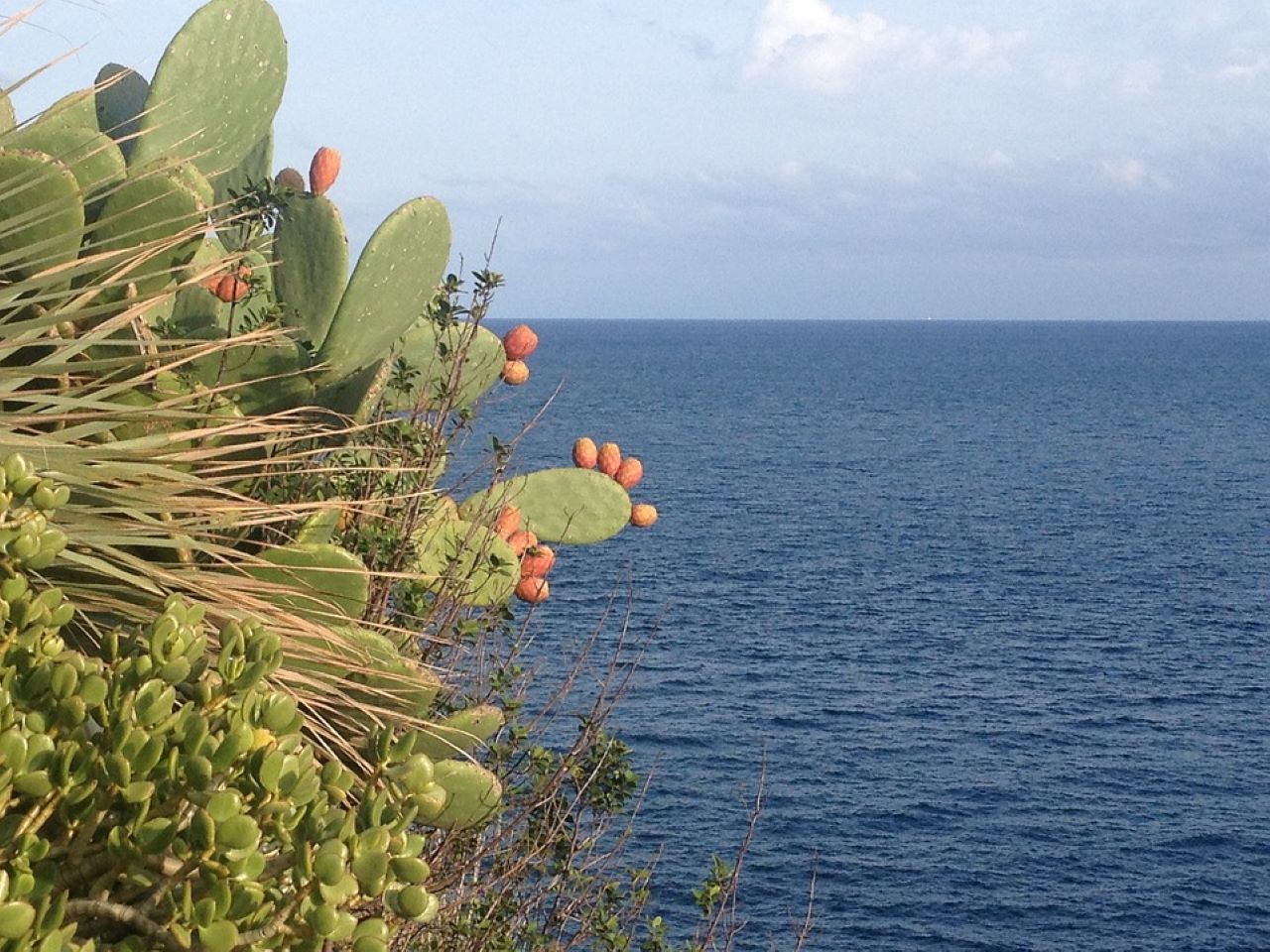 pale di fichi d'india natura mediterraneo