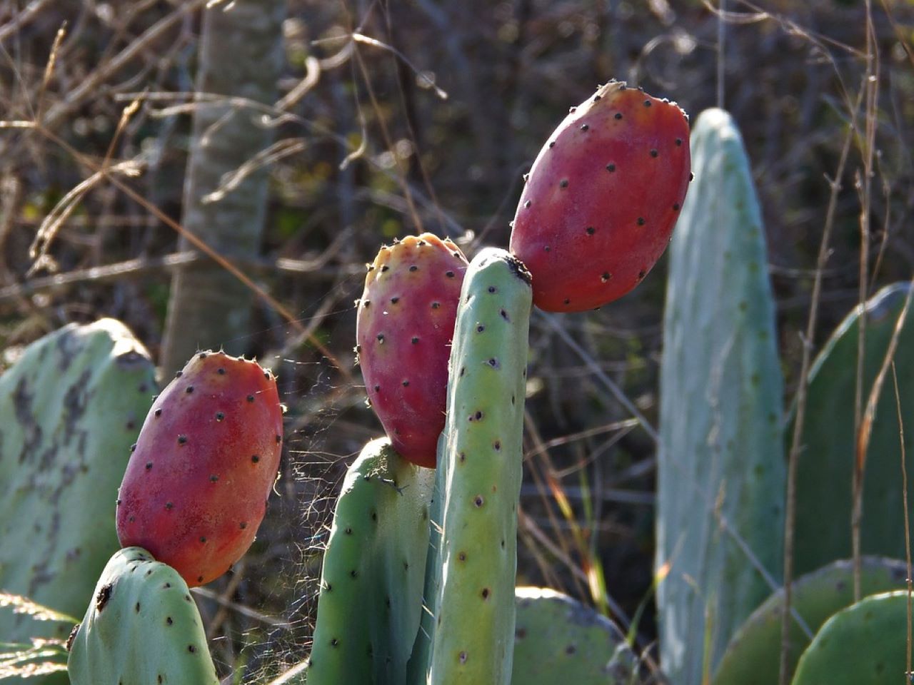 pale di fichi d'india con frutti