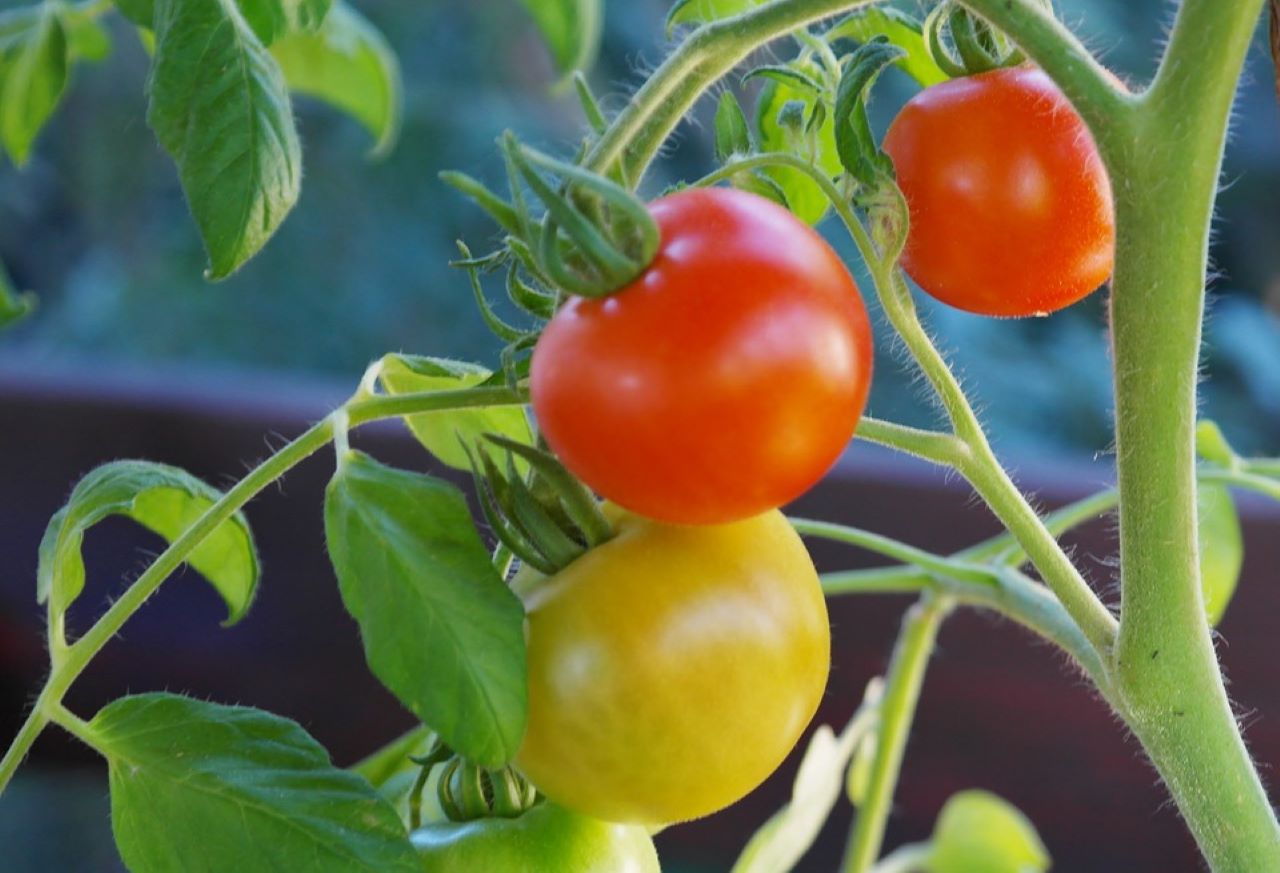 pianta di pomodori con pomodori